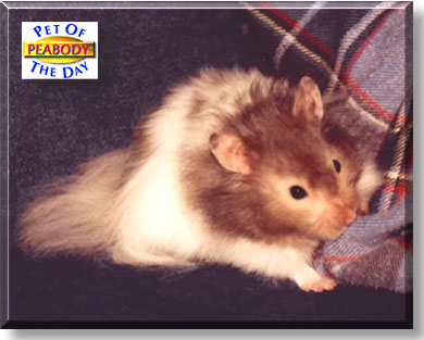 Mr. Peabody, the Pet of the Day