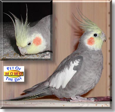 Momo, the Pet of the Day