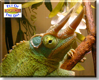 BoyGeorge, the Pet of the Day
