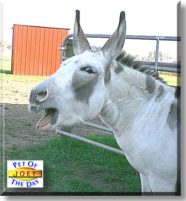Joey, the Pet of the Day