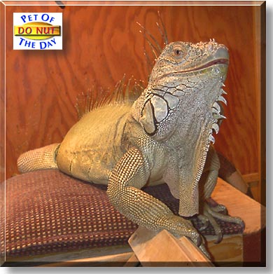 Do Nut, the Pet of the Day