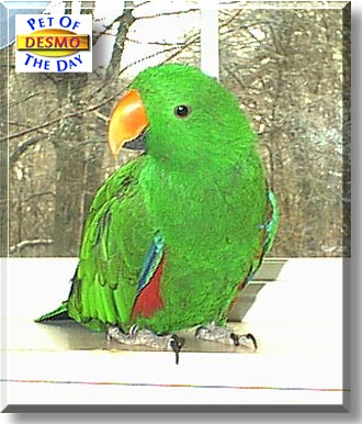 Desmo, the Pet of the Day