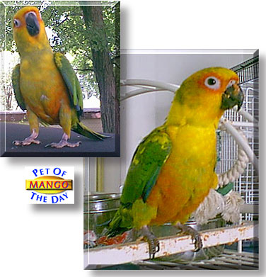 Mango, the Pet of the Day