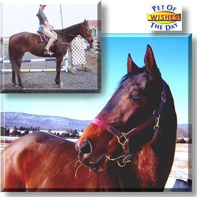 Wishes Come True, the Pet of the Day