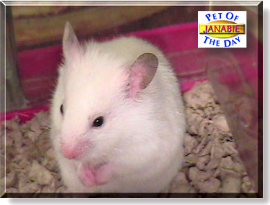 Janabie, the Pet of the Day