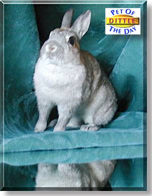 Dittle, the Pet of the Day