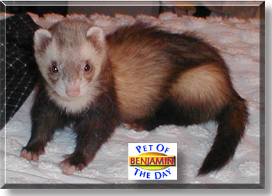 Benjamin, the Pet of the Day