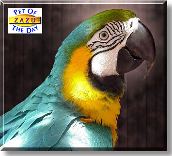 Zazu, the Pet of the Day