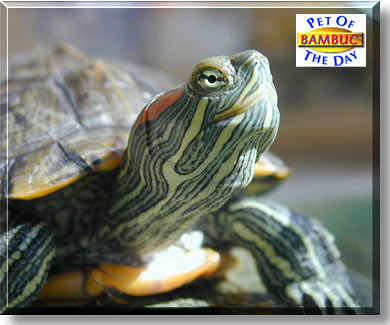 Bambuc, the Pet of the Day