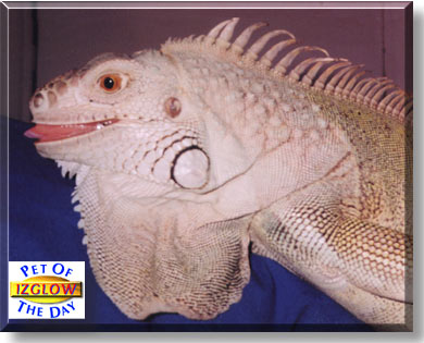 Izglow, the Pet of the Day