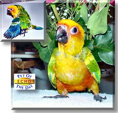 Echo, the Pet of the Day