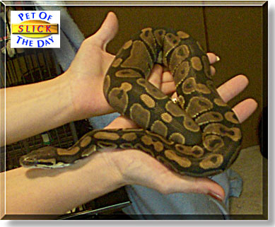 Slick, the Pet of the Day