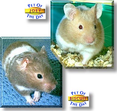Joey, Biscuit, the Pet of the Day
