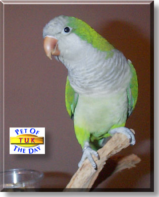 Tuk, the Pet of the Day