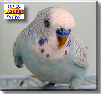 Azure, the Pet of the Day