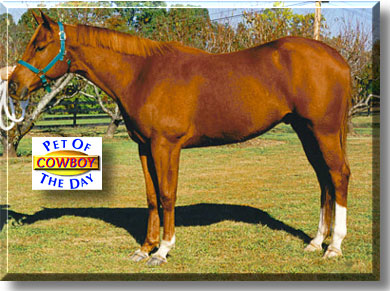 Cowboy, the Pet of the Day