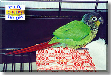 Cheeky, the Pet of the Day