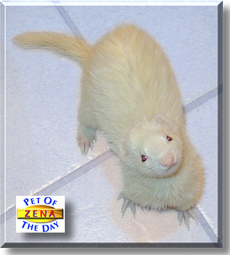 Zena, the Pet of the Day