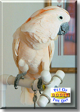 Dooly, the Pet of the Day