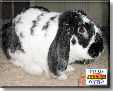 Steinway, the Pet of the Day