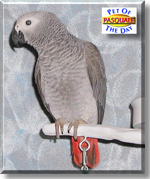 Pasquale, the Pet of the Day