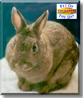 Thumper, the Pet of the Day