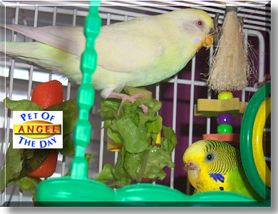 Angel, the Pet of the Day