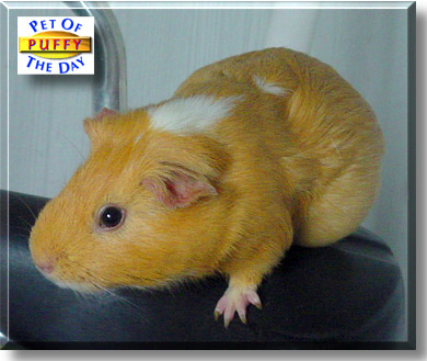Puffy, the Pet of the Day
