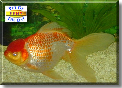 Eeny, the Pet of the Day