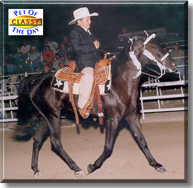 Stratus's Country Classic B, the Pet of the Day
