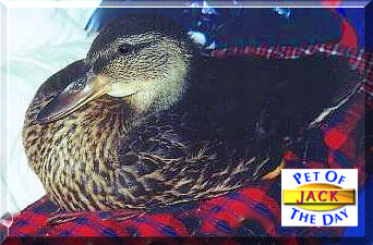 Jack, the Pet of the Day