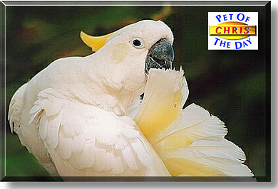 Chris, the Pet of the Day