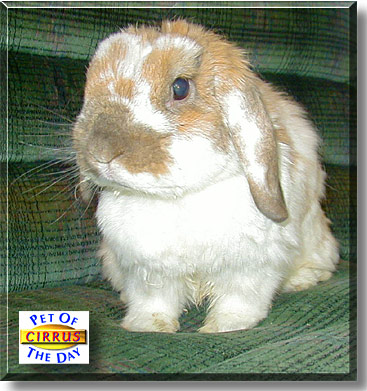 Cirrus, the Pet of the Day