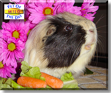 Milo, the Pet of the Day