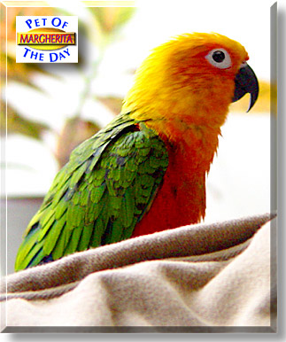 Margherita, the Pet of the Day
