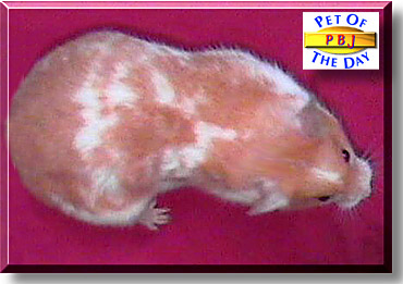 PBJ, the Pet of the Day