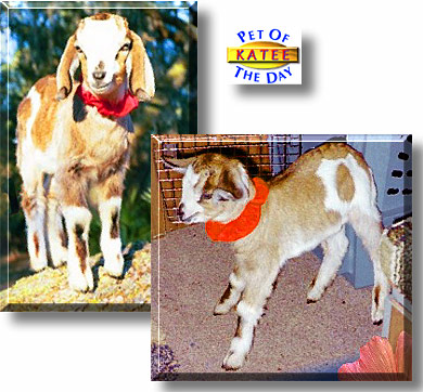 Katee, the Pet of the Day