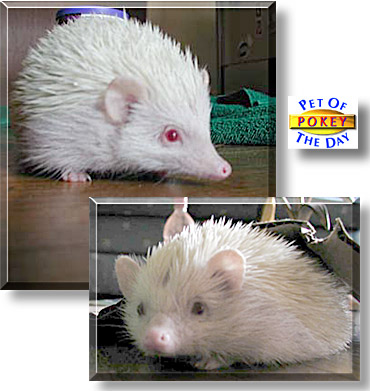 Pokey, the Pet of the Day