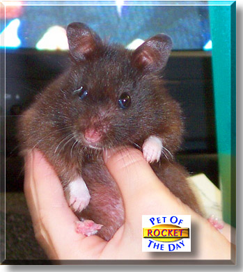 Rocket, the Pet of the Day