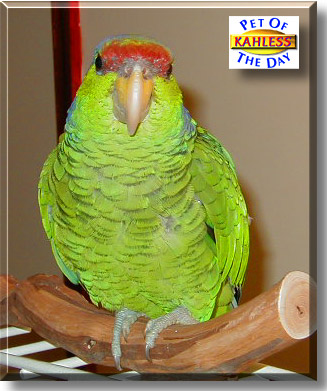 Kahless, the Pet of the Day