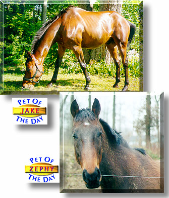 Jake and Zephy, the Pet of the Day