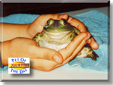 Juliette, the Pet of the Day