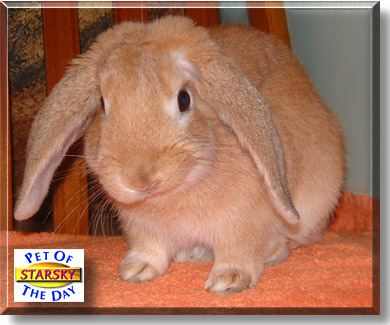 Starsky, the Pet of the Day