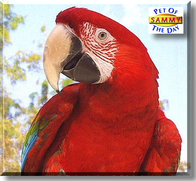 Sammy, the Pet of the Day
