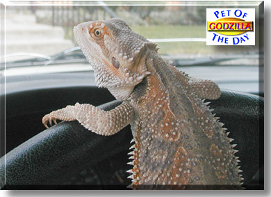 Godzilla, the Pet of the Day
