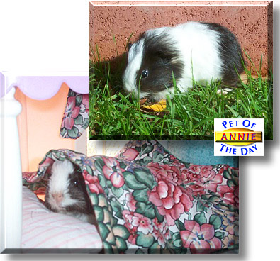 Annie Righteous Oreo, the Pet of the Day