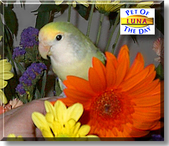 Luna, the Pet of the Day