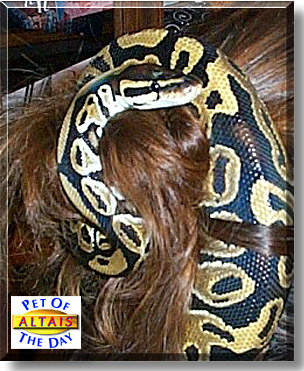 Altais, the Pet of the Day