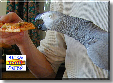 Tootie Bird, the Pet of the Day