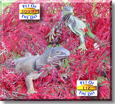 Liz and Squirt, the Pet of the Day